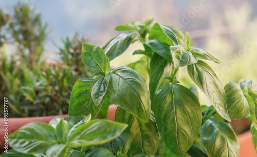 closeup on leaf of basil growing outdoors in flowerpot  with rosemary background