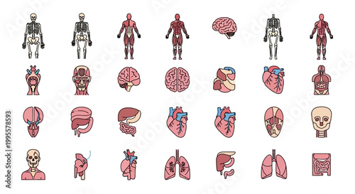 Vast array of stylized human anatomy illustrations, showcasing detailed internal organs, skeletal framework, and muscular systems, ideal for educational and health applications