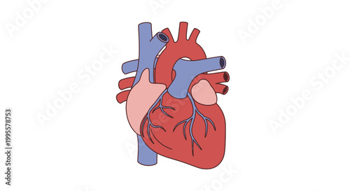 Anatomical illustration of the human heart, depicting its chambers and major blood vessels in a clear and educational graphic representation