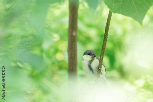 Fotografie Juvenile Japanese Tit (Parus minor) Perched in Fresh Green Leaves Early Summer