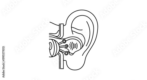 An anatomical illustration of a cross-section of the human ear, showcasing its intricate internal structures and the transmission of sound waves