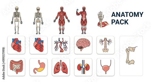 Anatomy Pack Detailed Illustrations of Human Body Systems for Educational and Medical Use