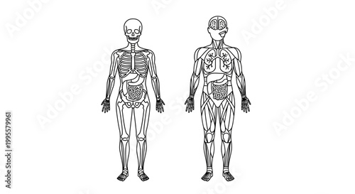 Anatomical illustrations of the human skeletal and internal organ systems shown in a comparative view