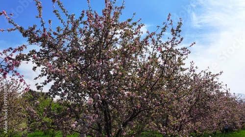 Flowering of Sievers apple trees in the Botanical Garden of Almaty. Slow motion video. The view from the drone.