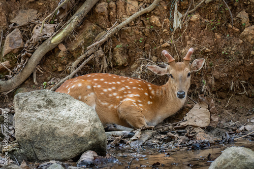 A spotted Deer (or Chital) in the nature. The Spotted deer is variously known as chital. It is a common inhabitant of wooded forest of India.