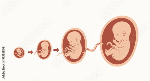 Comprehensive Illustration of Human Fetal Development Stages from Early Embryo to Advanced Fetus, Depicting Prenatal Growth and Biological Milestones