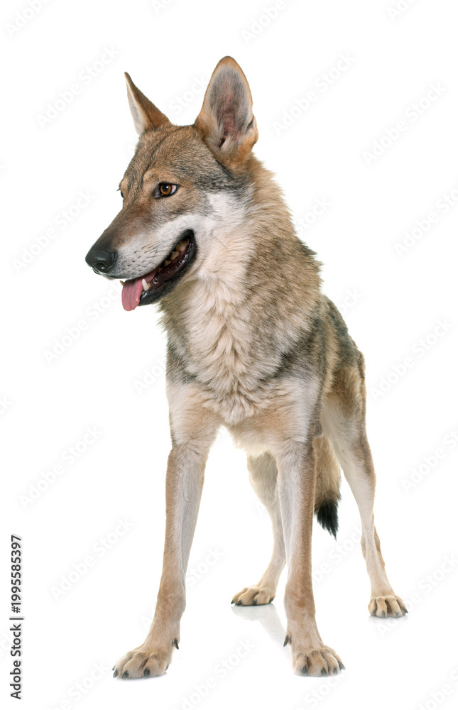 Fototapeta premium czechoslovakian wolf dog