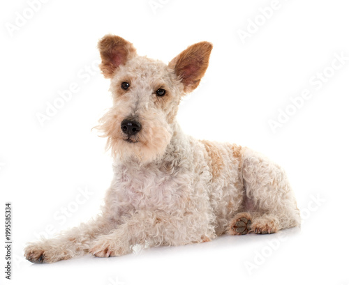 Fotografía female fox terrier