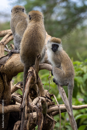 A troop of Vervet monkeys (Chlorocebus pygerythrus) perched on a tree branch in Lake Nakuru National Park, Kenya