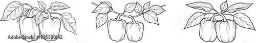 Hand-Drawn Bell Pepper Botanical Illustration Set with Leaves and Stems