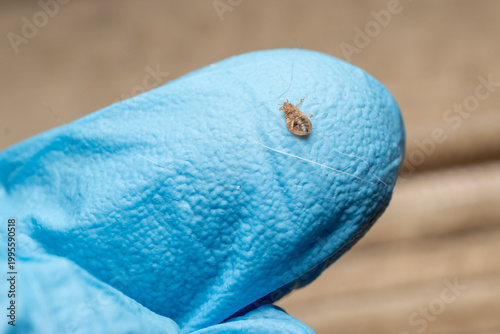 Bed Bug On Protective Glove Close Up