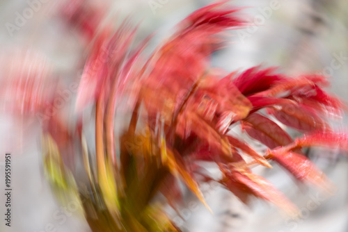 Foto Abstract motion blur of red leaves creating a sense of energy, struggle and emotional tension