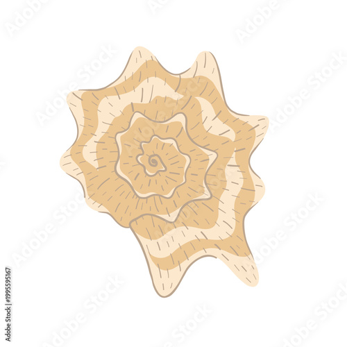 A beige shell with a spiral pattern. A nautical element for nautical themes, travel-themed graphics, and beach prints.