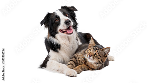 Foto Two pets rest together in a simple setting with one dog and one cat sharing a mo