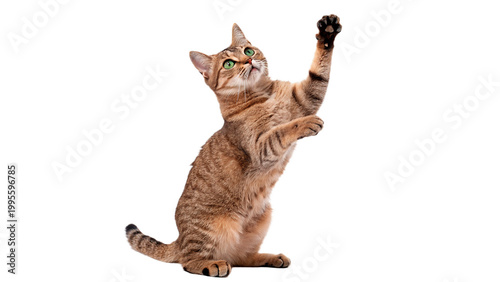 Cuadro en lienzo Cat reaches up with paw, showing playful behavior and curiosity in a bright sett