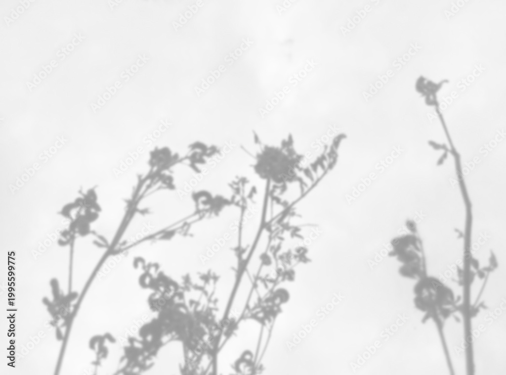 Fototapeta premium Natural lighting casts shadows from wildflowers. Isolated image on a white background. Mockup