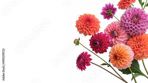 Fotografía Colorful collection of dahlia flowers in various shades gathered together on a p
