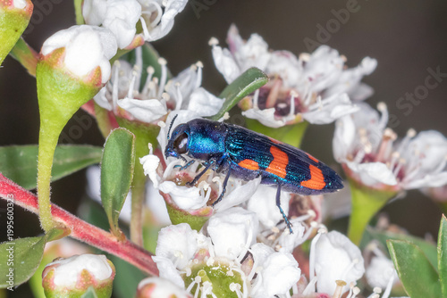 Metallic Jewel Beetle Feeding on Blossoms, Side Profile