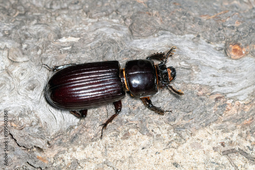 Macro view of brown scarab beetle in natural bush habitat