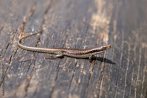 Southern water skink basking on weathered wooden surface