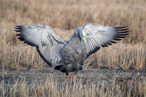 Cape barren goose with wings spread in natural grassland