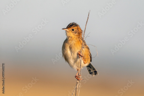 Small Australian songbird on delicate perch with clean background