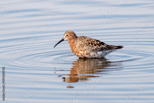 Curlew sandpiper wading in calm water with ripple reflection