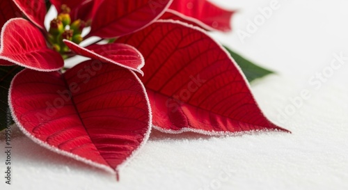 Close up of vibrant red poinsettia leaves with white edges