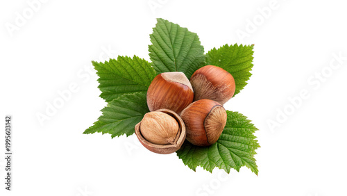 Konstfotografi Hazelnuts on green leaves with one nut open showing the inner seed isolated on t