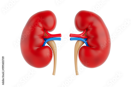 Human Anatomy And Renal Health. Detailed Kidneys With Vessels And Ureters On White Background. 3D Rendering