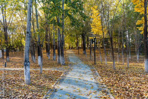 Beautiful autumn forest path with golden fallen leaves on the ground, natural seasonal background
