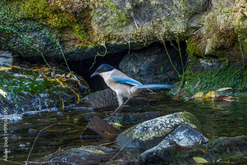 A moment of an Azure-winged magpie perching outdoors
