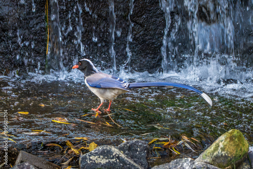 Close-up of a single Red-billed blue magpie with a waterfall and stream in the background