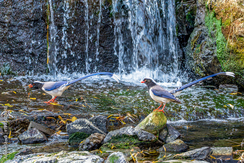 Red-billed blue magpie foraging by a stream, natural ecology photography