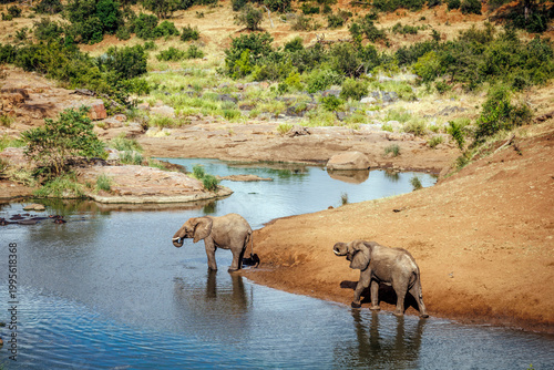 Two African bush elephant drinking in river scenery in Greater Kruger National park, South Africa ; Specie Loxodonta africana family of Elephantidae