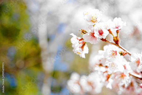 春の日差しを浴びる桜