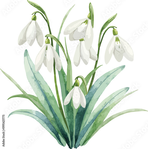 Snowdrop flowers with green leaves in watercolor