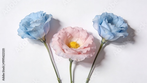  is a minimalist, high-key photograph featuring three delicate eustoma flowers arranged on a plain white background. Two
