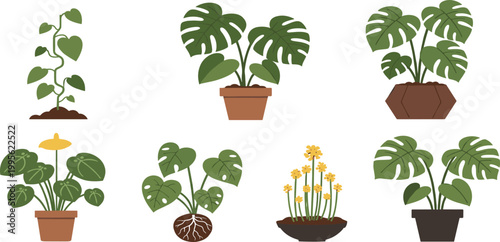 Modern houseplant vector set featuring Monstera Deliciosa heart leaf vine and flowering potted plants for interior design urban gardening and botanical education
