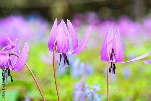 可憐なカタクリの花