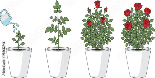 Rose plant growth stages vector set featuring potted seedling with watering can leaf development buds and red flowers for botanical garden and florist design