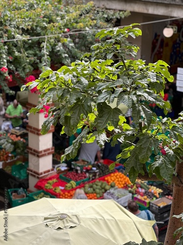 Tropical fruit market stall with exotic fruits, Funchal, Madeira