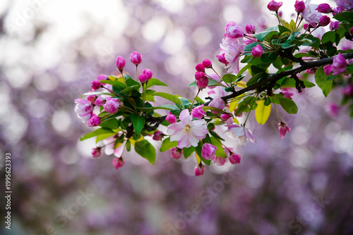 The blooming begonia flowers are in spring.