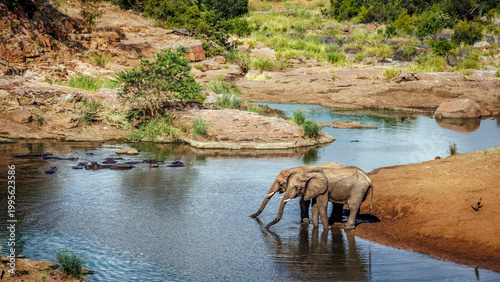 Two African bush elephant drinking in river scenery in Greater Kruger National park, South Africa ; Specie Loxodonta africana family of Elephantidae