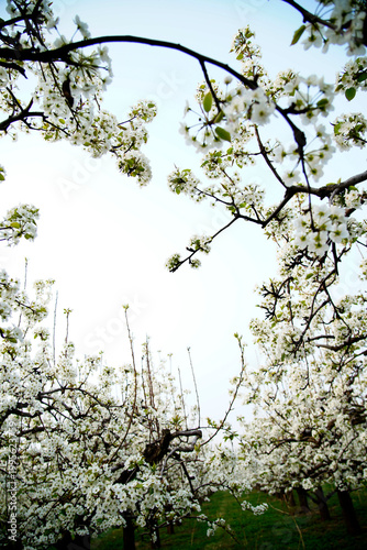 Blooming pear flower, very beautiful
