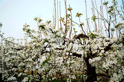 Blooming pear flower, very beautiful