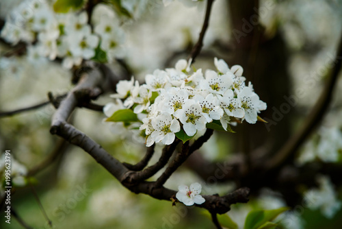Blooming pear flower, very beautiful