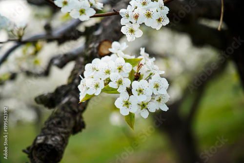 Blooming pear flower, very beautiful