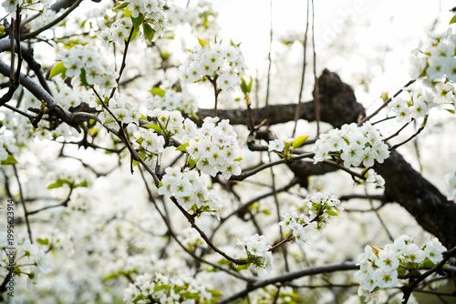 Blooming pear flower, very beautiful