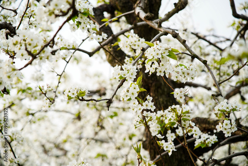 Blooming pear flower, very beautiful